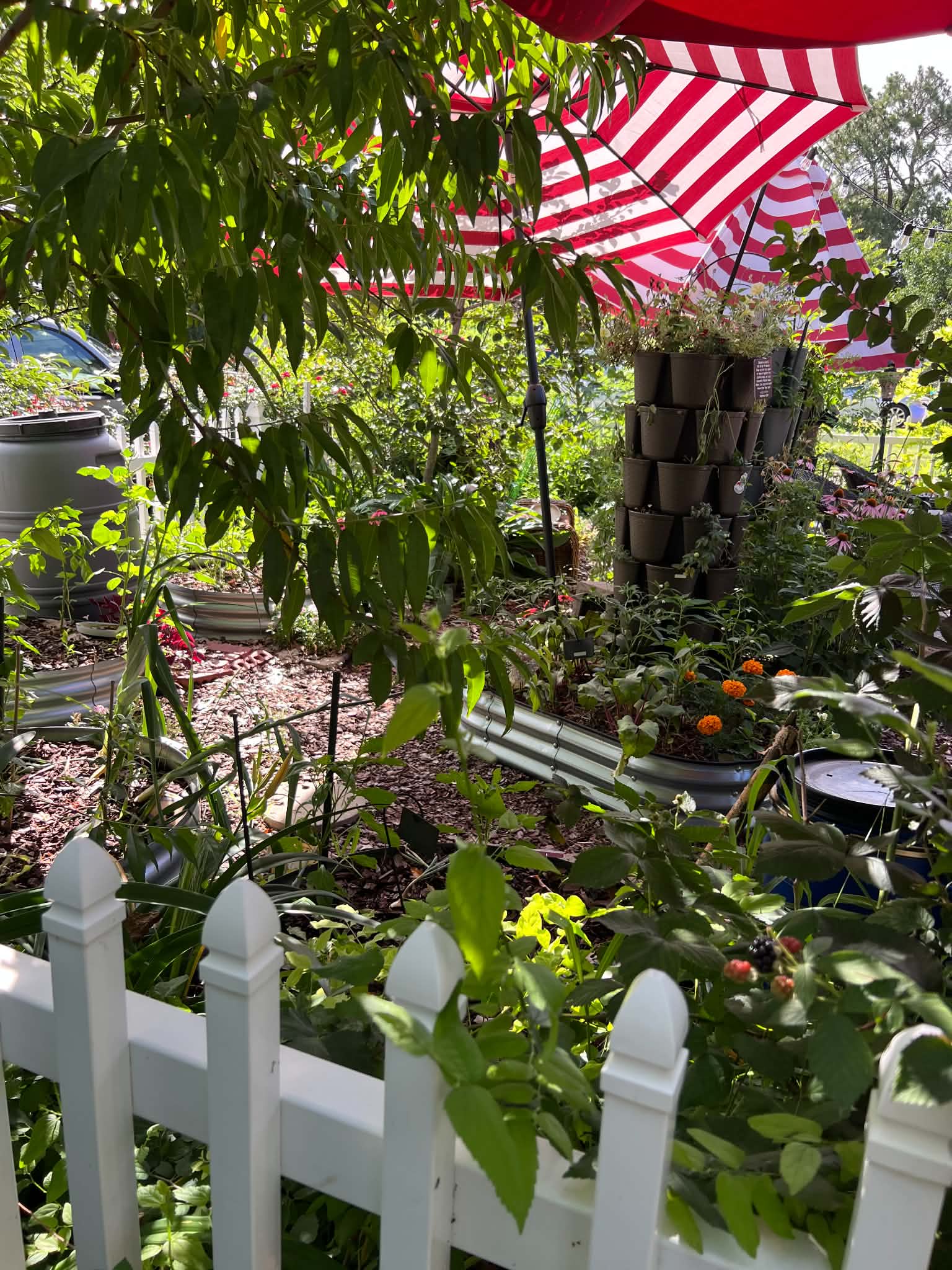 Fresh garden peppers and herbs